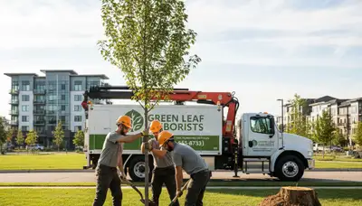 Arborists planting new trees in Albany, GA for residential landscaping by Chop Chop Tree