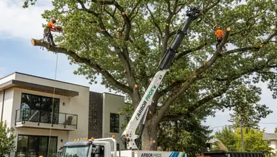 Professional tree removal experts cutting down a large oak in Albany, GA
