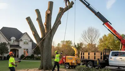 Professional tree removal service in Albany, GA by licensed arborists removing a large oak safely