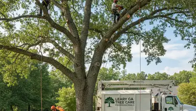 Professional tree removal service in Albany GA by certified arborists at treeservicesalbanyga.com