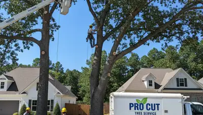 Professional tree removal service in Albany GA safely cutting and clearing large trees