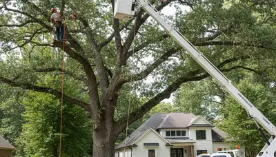 Professional tree removal service in Albany GA by certified arborists | TreeServicesAlbanyGA