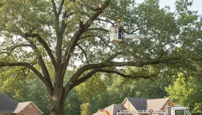 Professional tree removal service in Albany, GA by certified arborists at Tree Services Albany GA