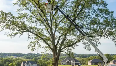 Professional tree removal service in Albany GA safely cutting large oak near residential property