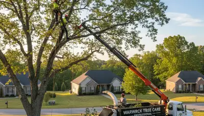 Professional tree removal service in Albany, GA safely cutting and clearing residential trees