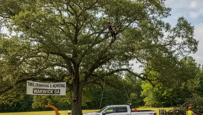 Professional tree removal service in Albany GA clearing large oak for residential property safety